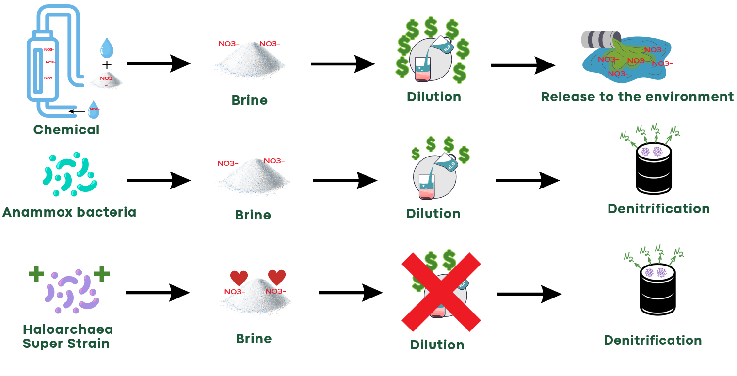 Comparison of denitrification approaches: Chemical, Anammox bacteria, and HaloTech's Haloarchaea Super Strain